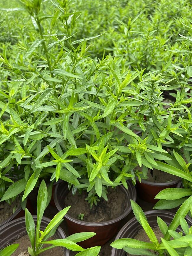 mСع(yng)a(chn)؛Դ