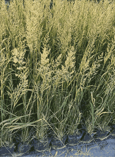 (yu)|(zh)éֱ   éNֲ