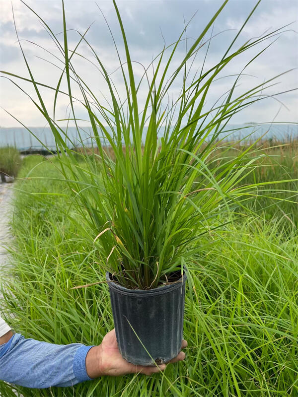 (yu)|(zh)βݏSҹ  |(zh)(yu)r