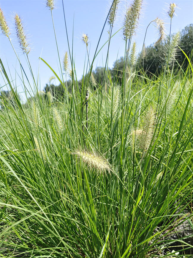 Сβl(f)  |(zh)(yu)r(ji)