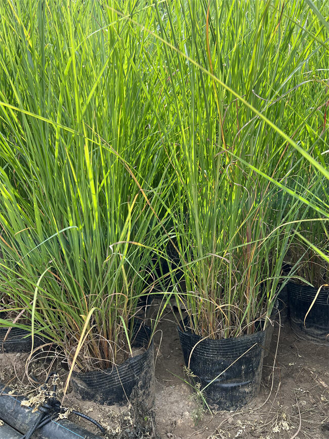 ʸâС  ʸâ繩(yng)