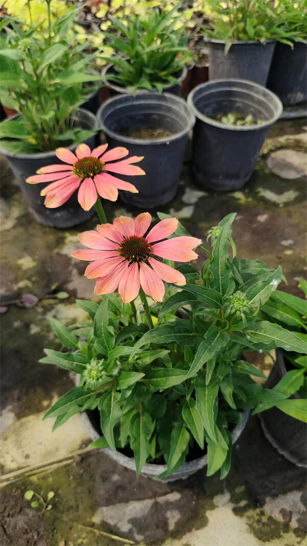 ɹՃr񡿱ɹՃrǶ