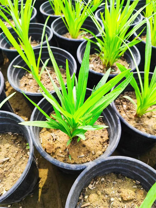 ߱޾ՠI(yng)B(yng)  r(ji)(yu)