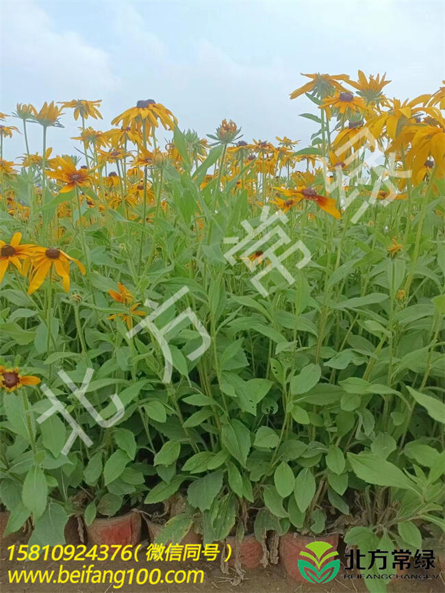 ľՃr(ji)/ľՏS҈(bo)r(ji)