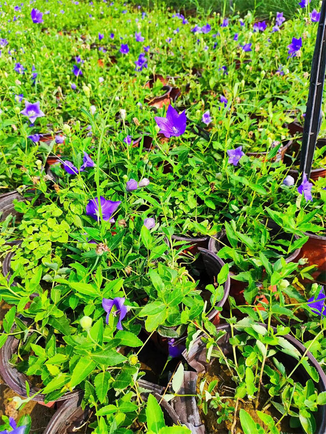 (yu)|(zh)۹ B(ti)(sh)ģ