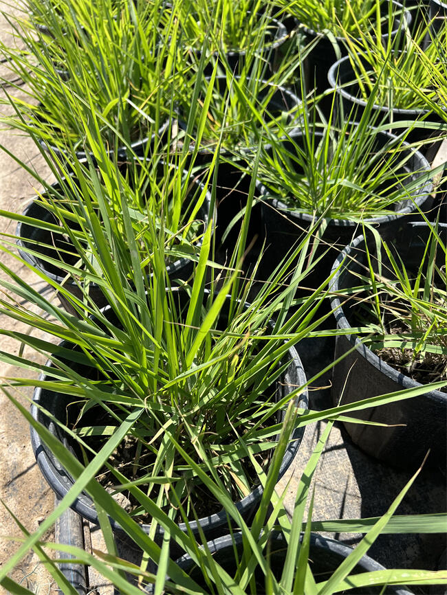 üݵĈDƬB(yng)ֳ