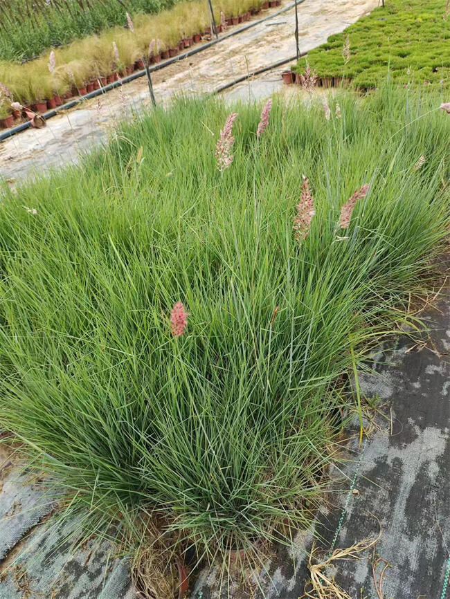 ǲôB(yng)ǲݵķNֲ