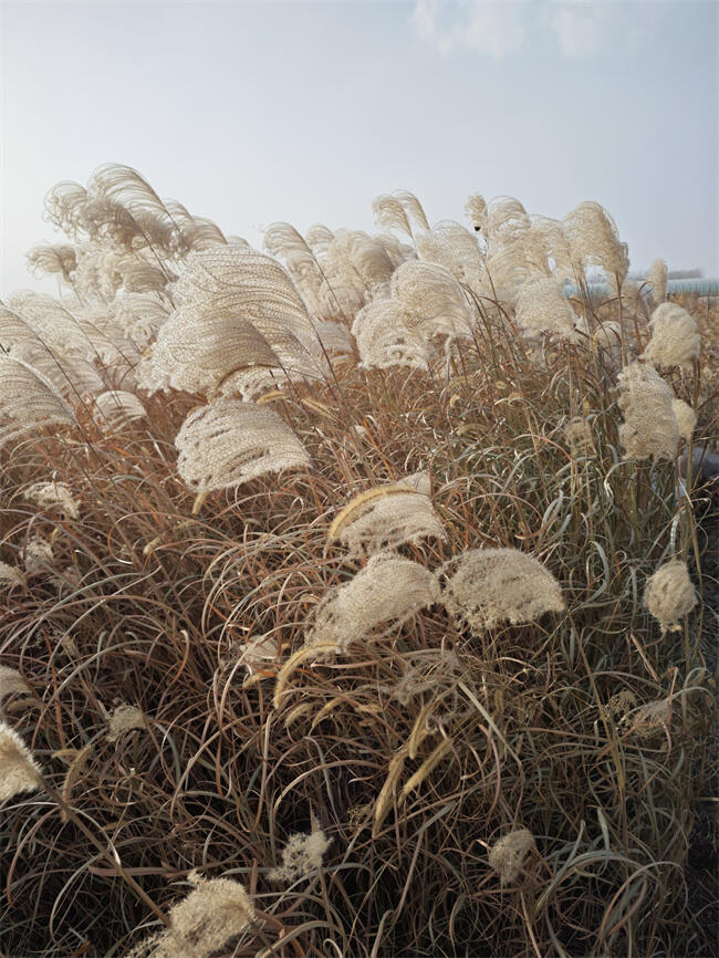 (yu)|(zh)JȔ(yng)S ؛Դ