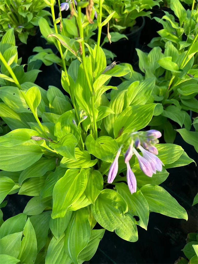 ʼNֲʲôr(sh)Nֲ