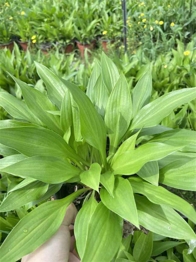 【紫玉簪批發(fā)】紫玉簪廠家大量低價供應(yīng)