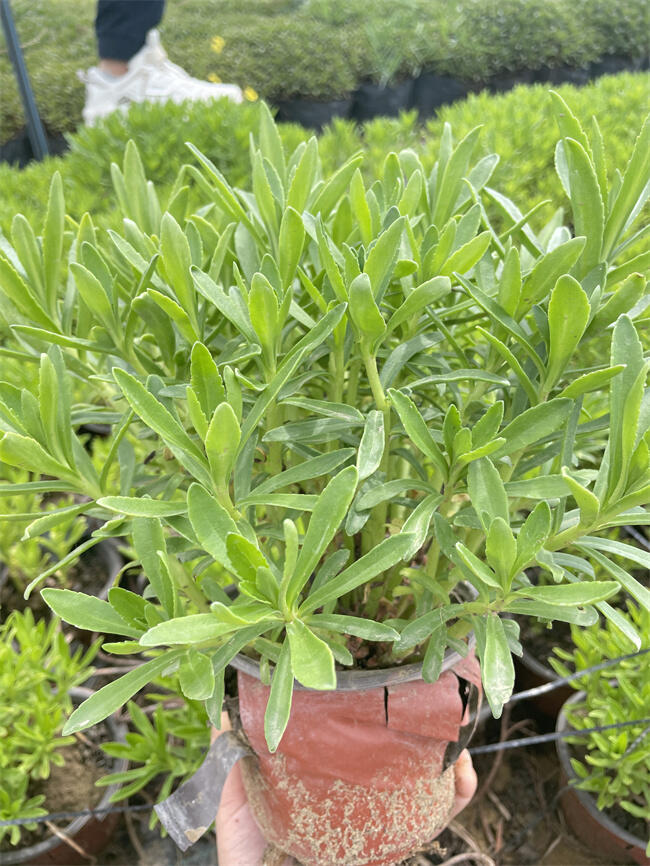 【三七景天的栽培管理要點(diǎn)】北方常綠基地