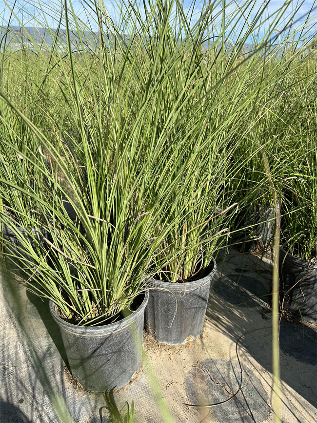 北京基地供應(yīng)優(yōu)勢【細葉芒營養(yǎng)杯苗】