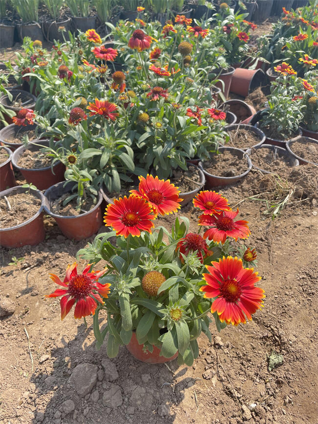 【天人菊的花期什么時候】北方常綠基地