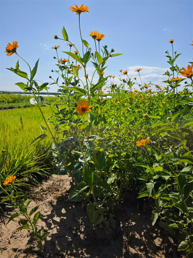 賽菊芋的園林觀賞價值及作用【賽菊芋杯苗】
