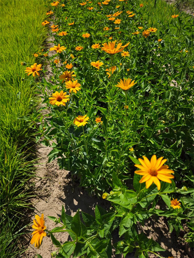 ِηNֲNֲʲô