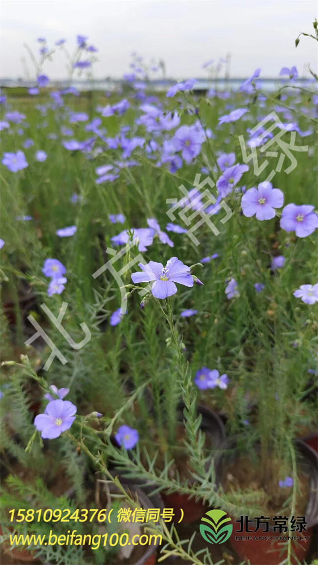 【藍(lán)亞麻盆栽如何種植】北京藍(lán)亞麻批發(fā)基地