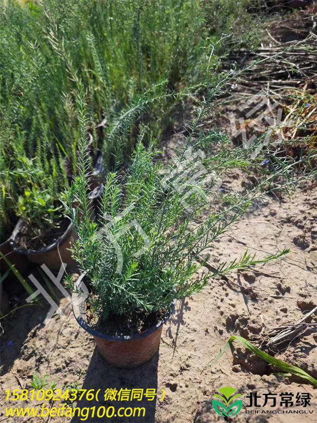 宿根花卉品種推薦---藍(lán)亞麻