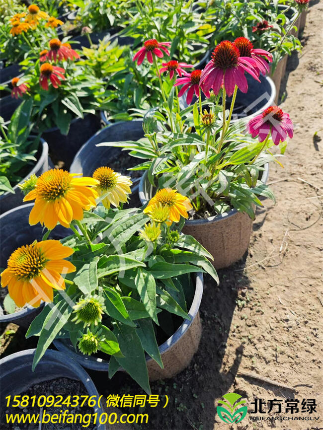 松果菊價(jià)格  最新松果菊批發(fā)基地報(bào)價(jià)