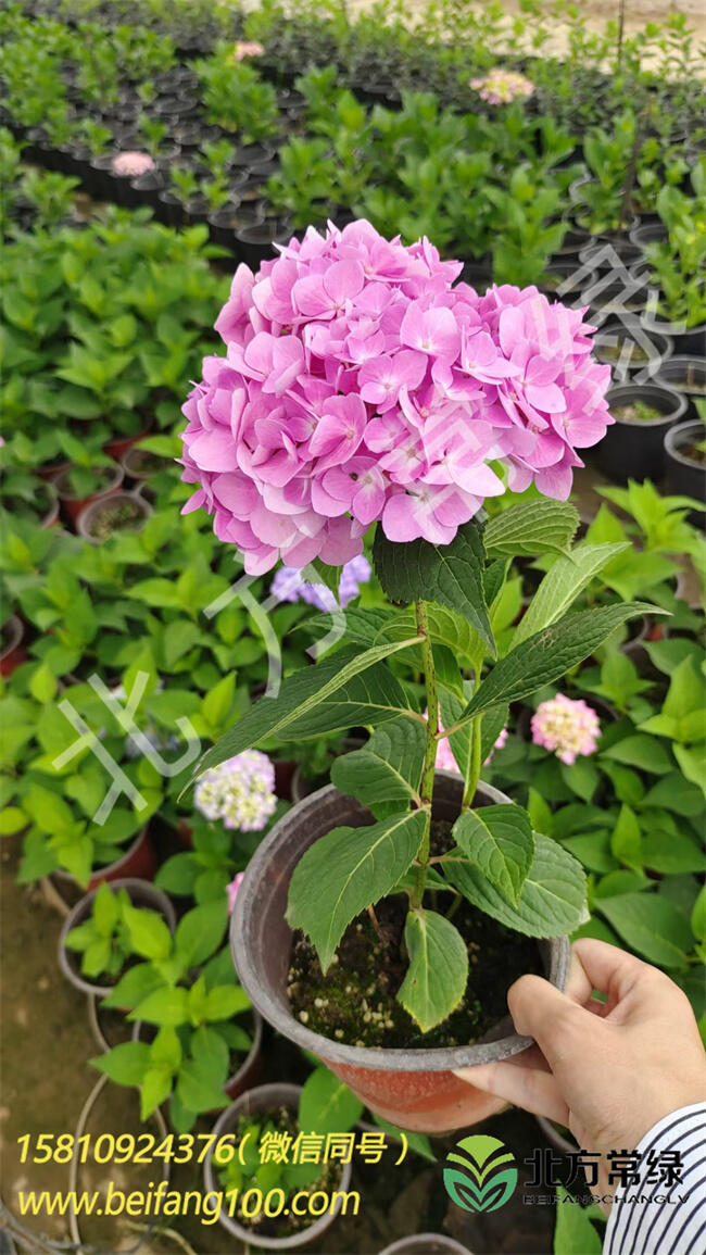 oMCB(yng)o(h)ע(xing)ء