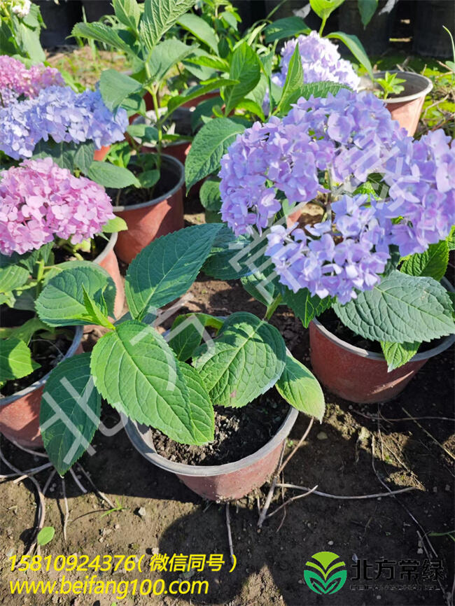【繡球花的作用】北京無盡夏繡球種植基地