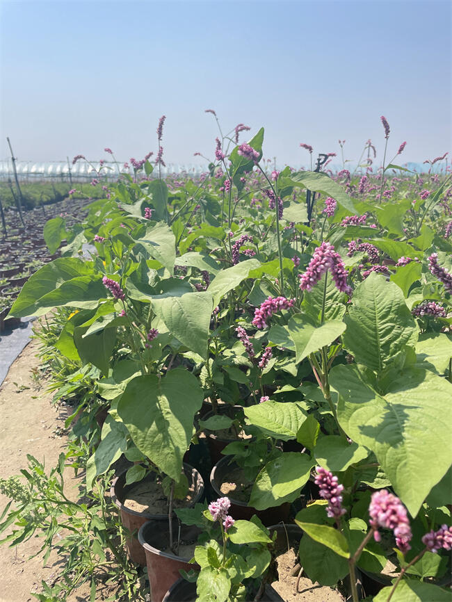 ˮޤNֲطˮޤ(yng)