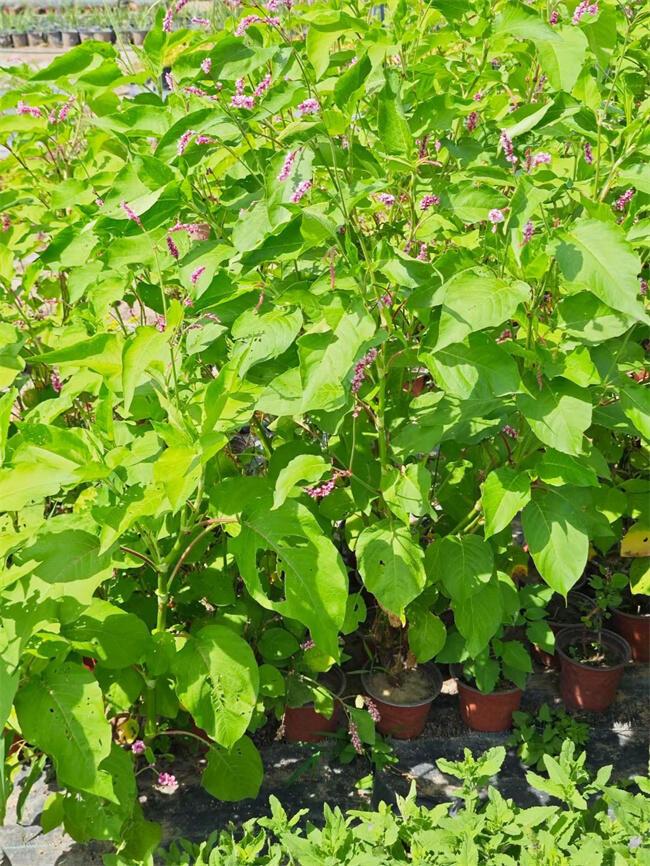 ˮޤ硿ˮޤĻʲôr(sh)