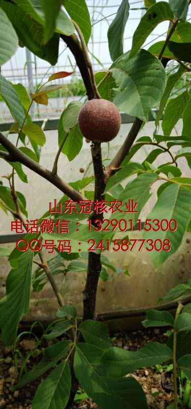 ں˼tʼtƤ磨ע̘(bio)rƷNB