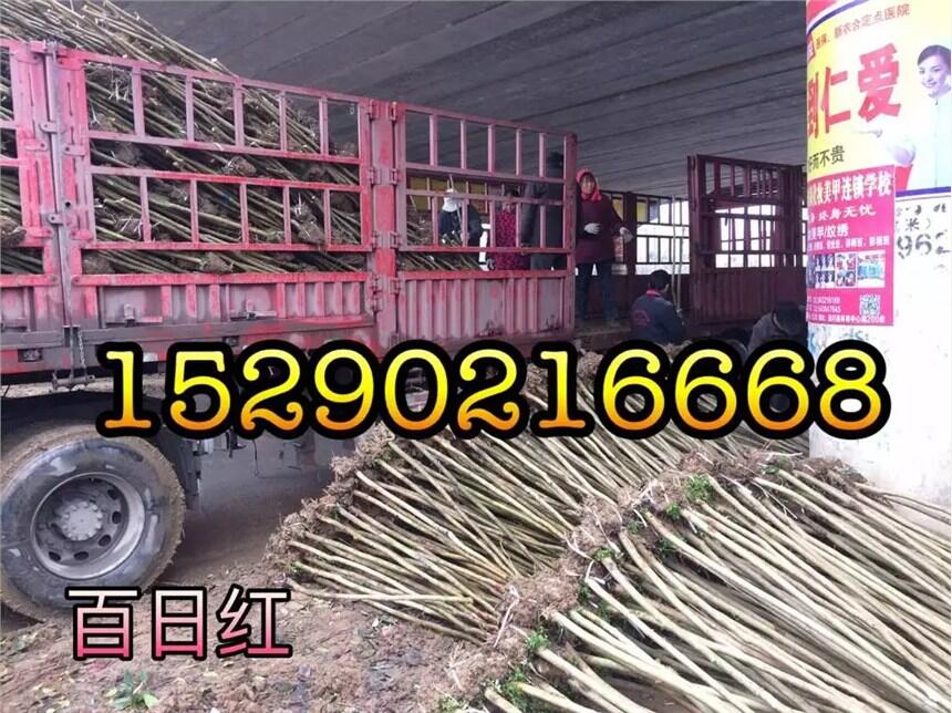 推薦:鄢陵3米紫竹苗圃處理