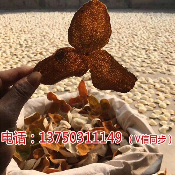 Vꐖ|Ȧ֦ƤXһ%|IW(wng)