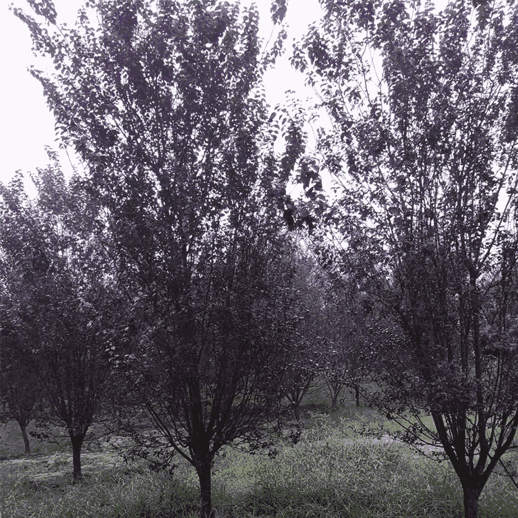 精品紅葉李 洛陽8公分紅葉李批發(fā)報價表  現(xiàn)貨銷售