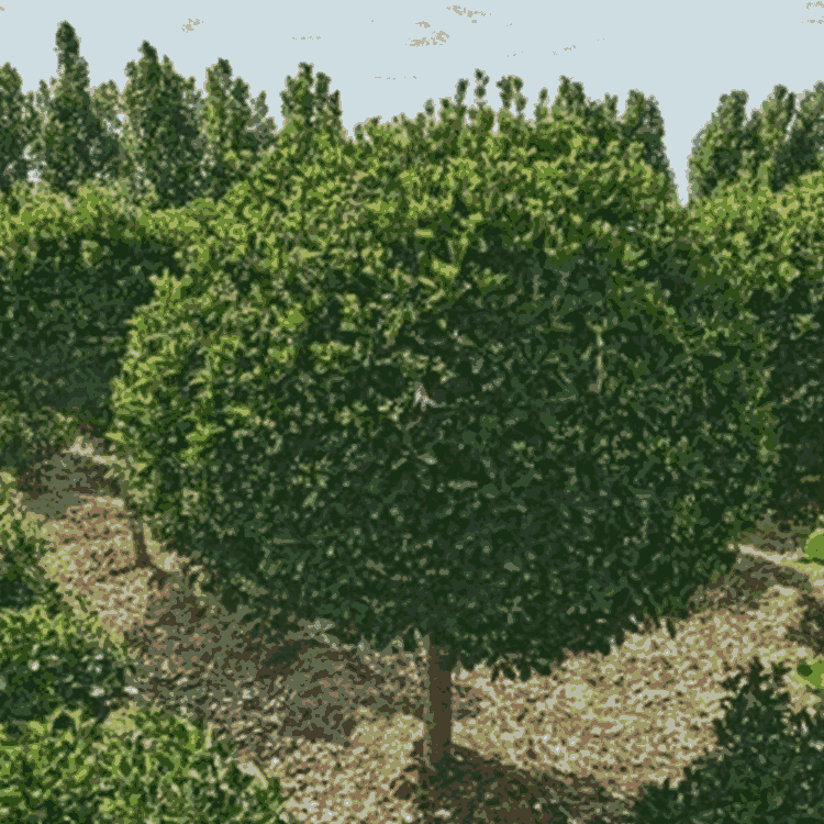 (d)U~Sش Ҏ(gu)Rȫ Ʒ|(zh)(yu)  gӭ(sh)؅^