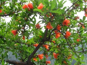 r(ji)/ï܊ľsell/̩ʯ