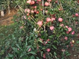 ɽ|O׹/ï܊ľsell/Or(ji)