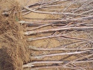 ɽ|˹Ҙ/ï܊ľsell/ɽ|˹