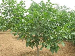 ɽ|Ҙ׹/ï܊ľsell/Ҙ