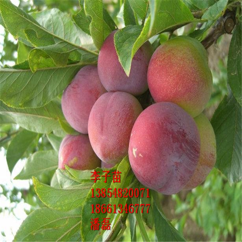 ̩ӘƷN̩ӘƷN̩Әr