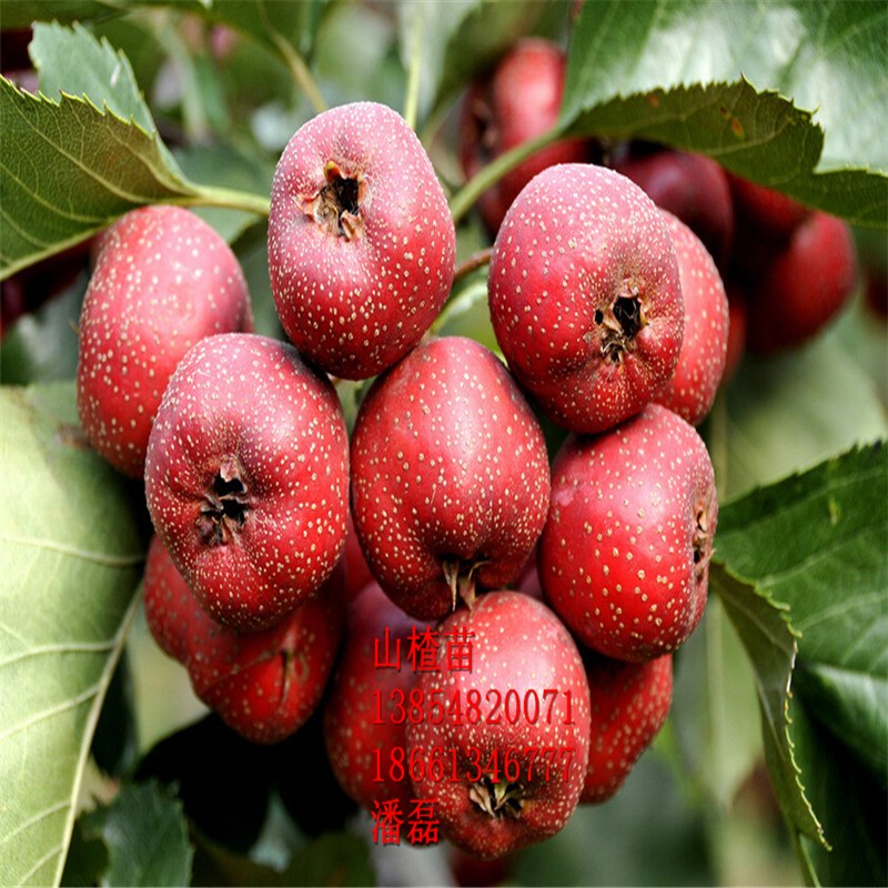 3ɽ高3ɽ高ƷN3ɽ高r