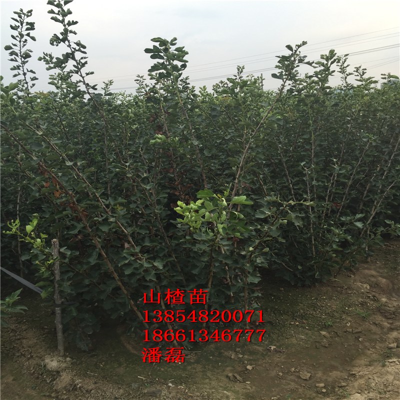 tɽ高硢ɽ|tɽ高ƷNɽ|tɽ高r