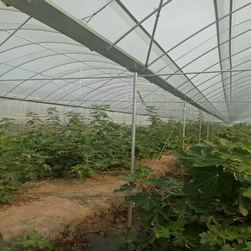 云南紅河州簡易大棚優(yōu)惠