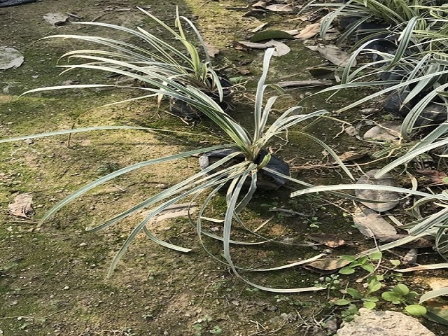 出售價格合理金邊沿階草物美價廉