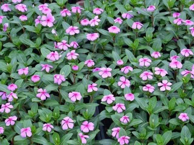 ͥԺGL(yu)|(zh)r(yu)ֱN