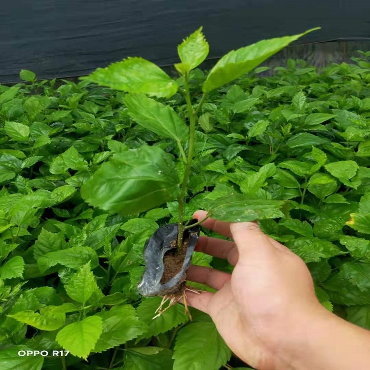 福建基地供應(yīng)重瓣扶桑自家農(nóng)場現(xiàn)貨批發(fā)價格實惠