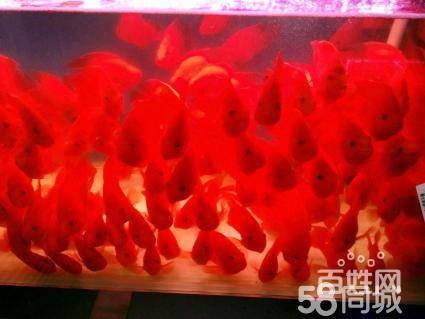 ϺI(y)o(h) ͟Ꭷ^p~(y) ~(y)~(y) ϴ So(h)