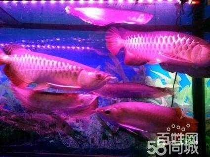 Ϻ~~ϴչ(hu)~׳~׾So(h)