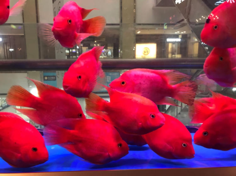 ɽ~ϴI(y)~չ~׳~׾So