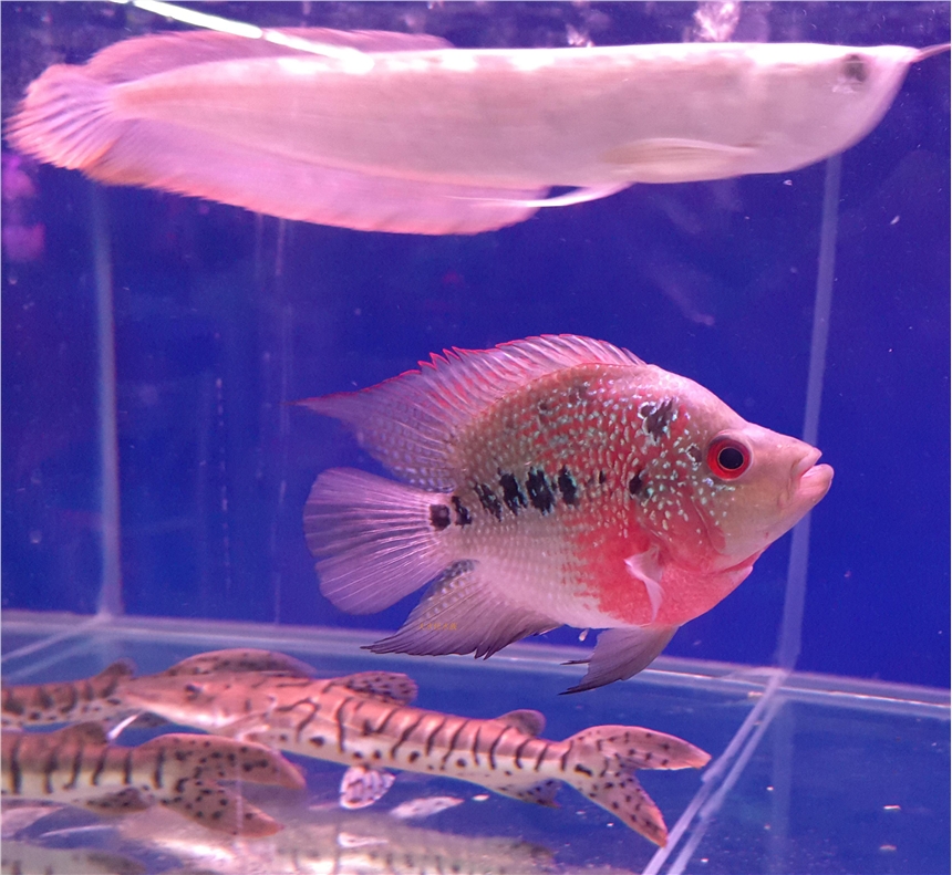 上海向博水族服務(wù)中心專業(yè)上門清理魚缸