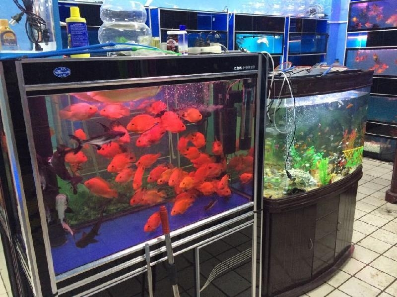 上海嘉定盛河水族用品中心
