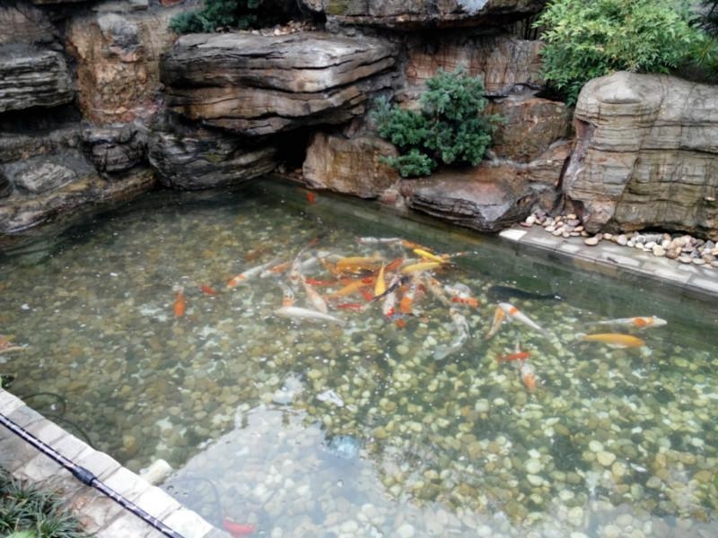 上海麗紅業(yè)專清冼維修魚缸魚池及生物租賃