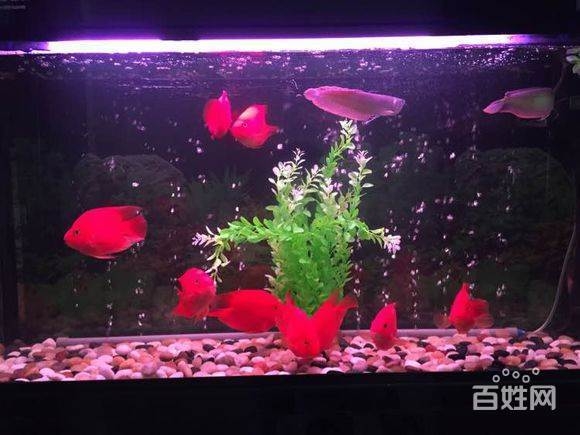 松江專業(yè)清洗魚缸 給魚看病 發(fā)財魚海水魚等承包維護