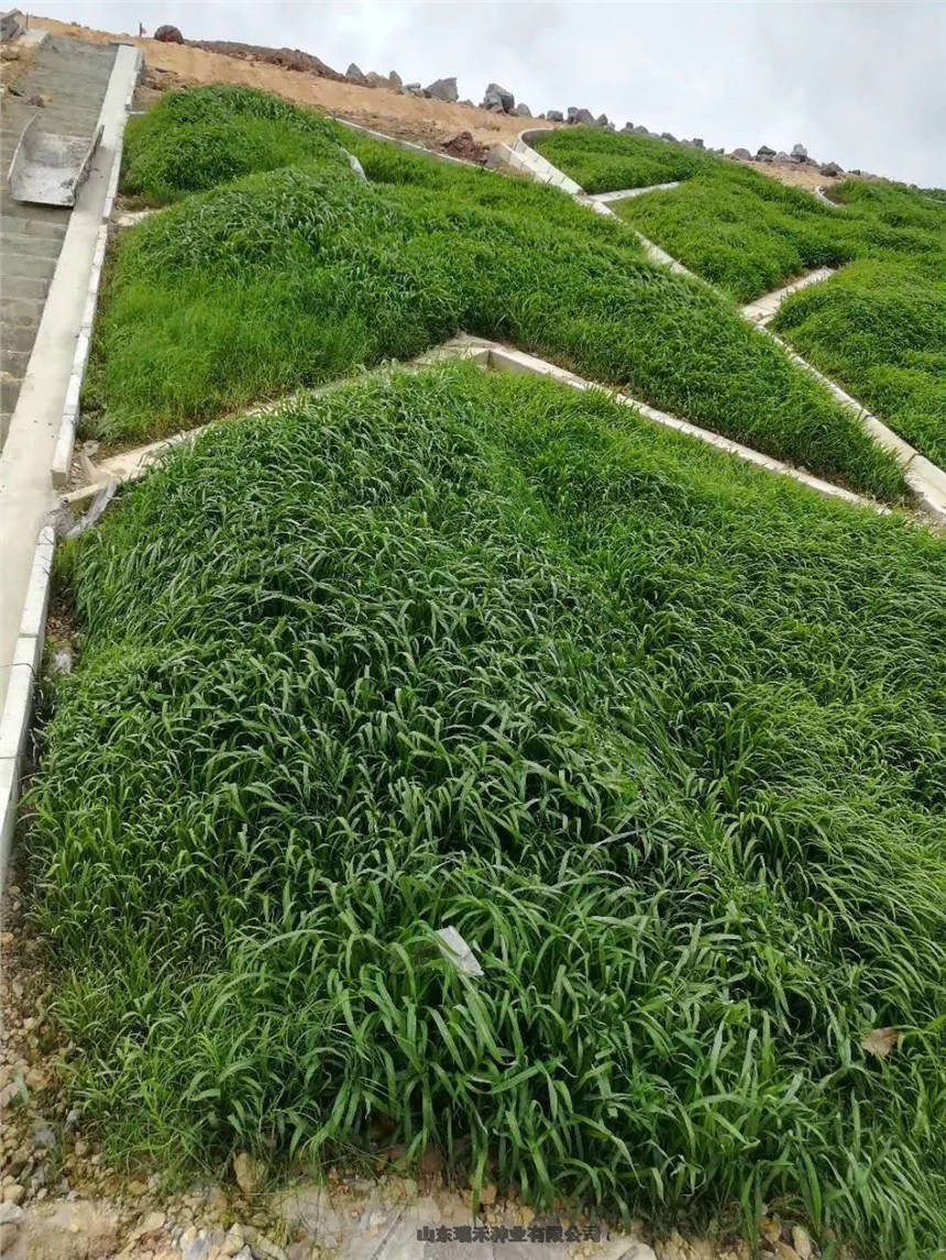 첥уrˮo(h)